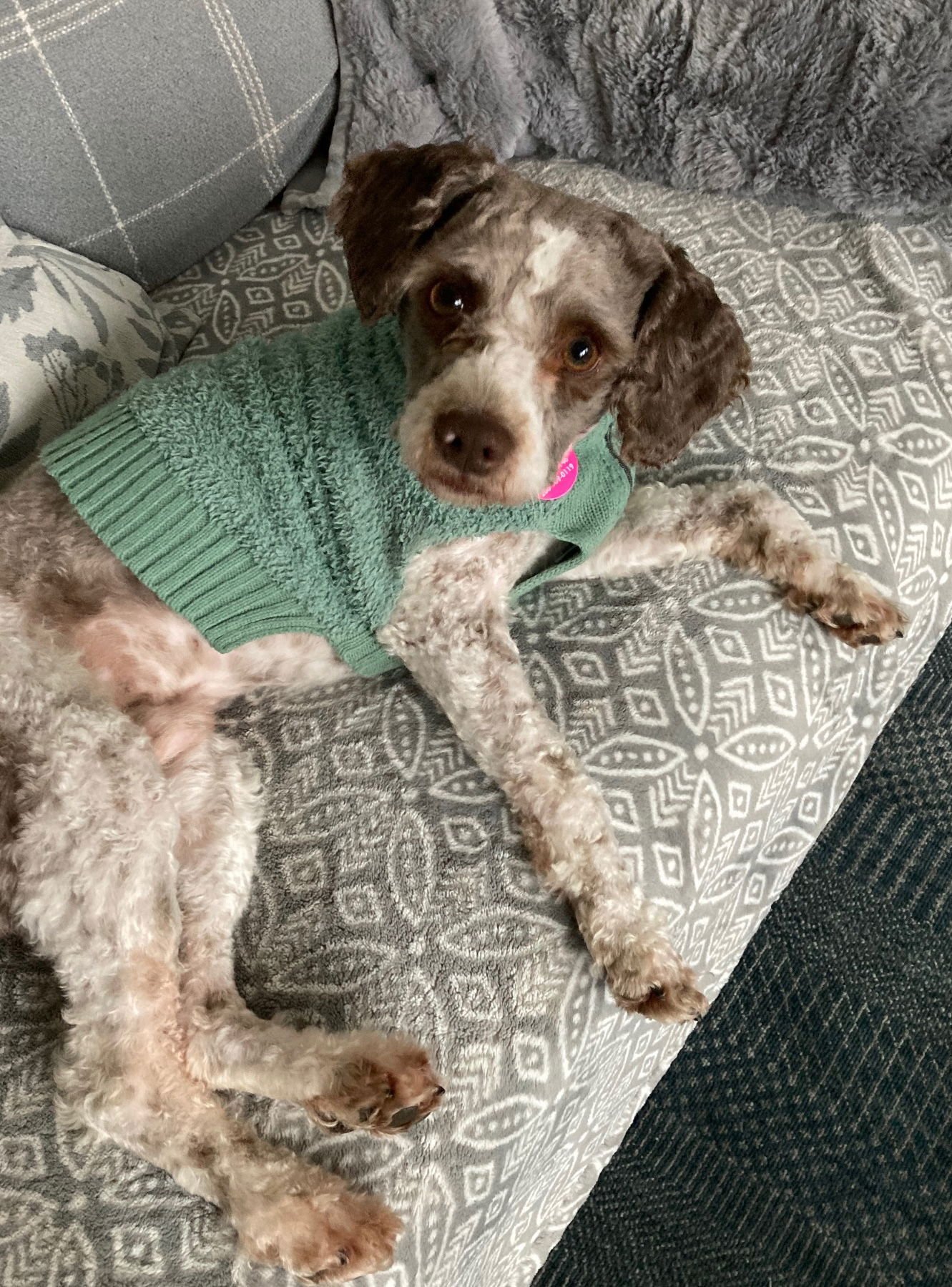 HENRI - Poodle (Miniature) available for adoption