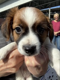 Rocco - Photo 1
