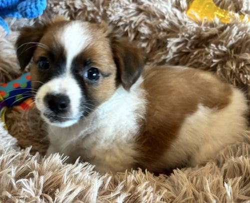 ROCCO - Chihuahua available for adoption