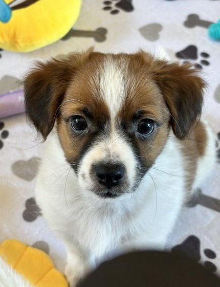 ROCCO - Chihuahua available for adoption