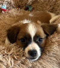 Rocco - Photo 4
