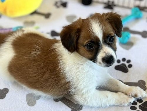 ROCCO - Chihuahua available for adoption