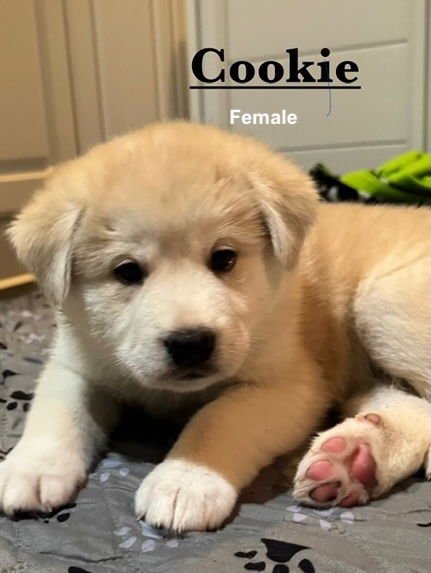 COOKIE - Husky / Great Pyrenees available for adoption