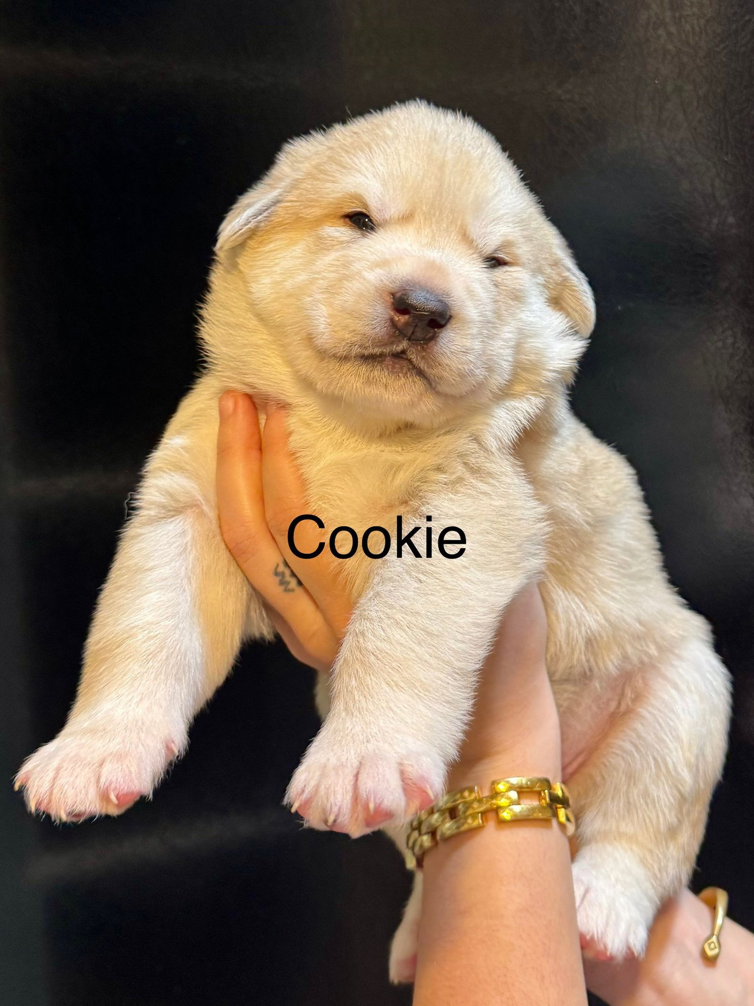 COOKIE - Husky / Great Pyrenees available for adoption