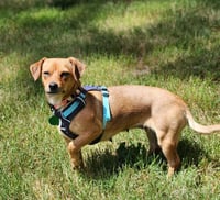 Lucy - Photo 2