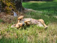 Lucy - Photo 3