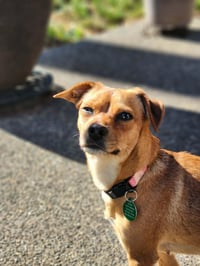 Lucy - Photo 4