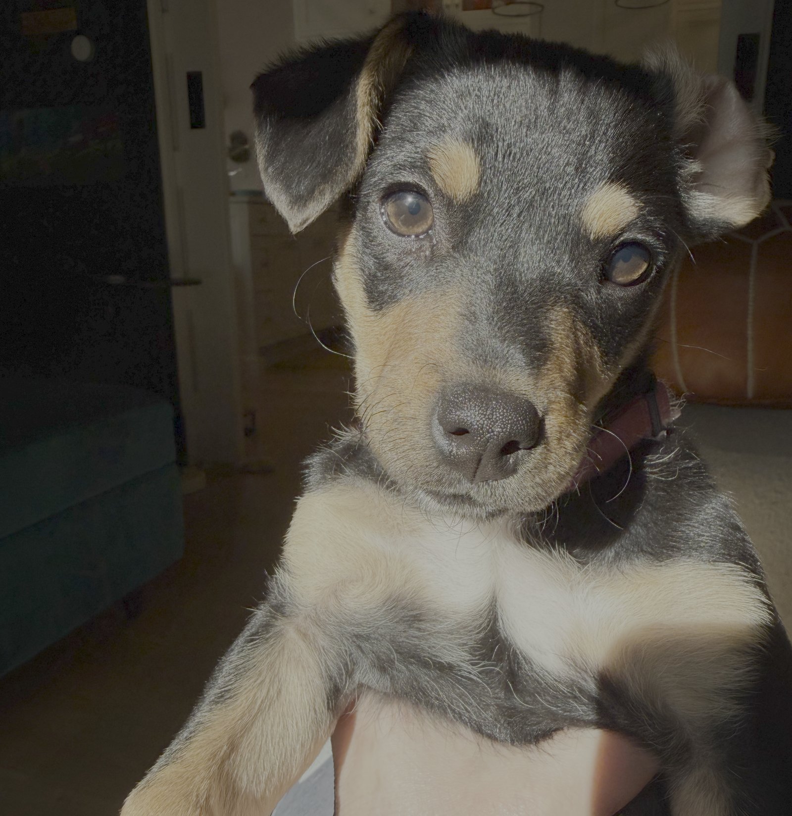 BIRDIE - Chihuahua / Cattle Dog available for adoption