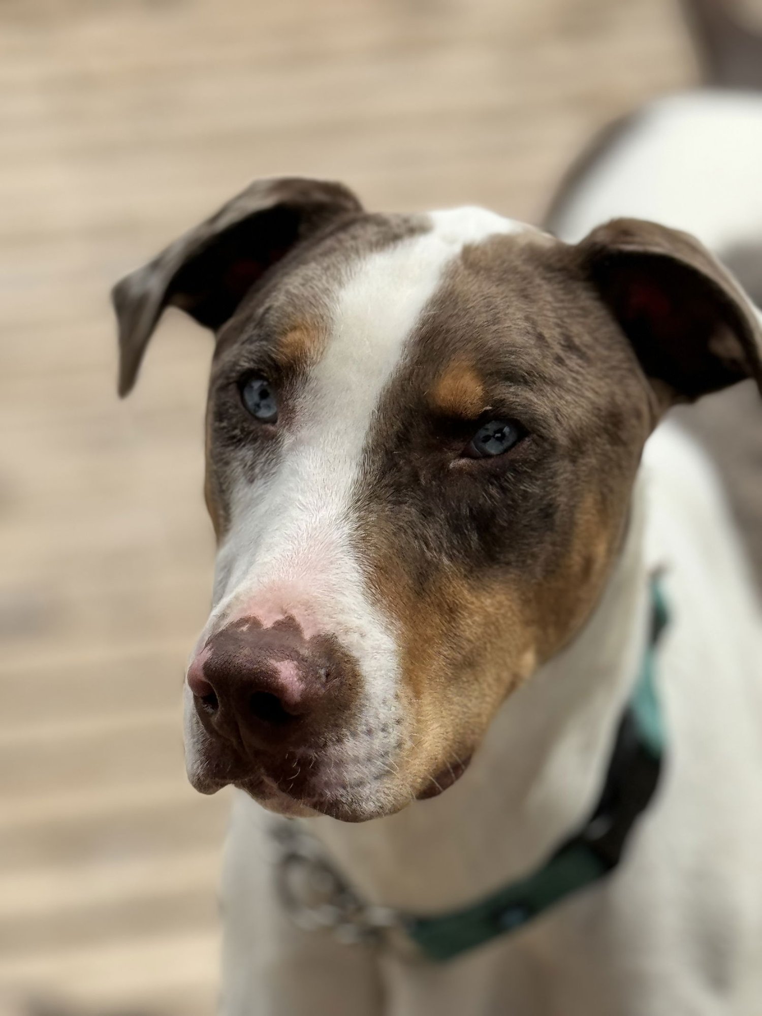 CLINT - Catahoula Leopard Dog / Pit Bull Terrier available for adoption