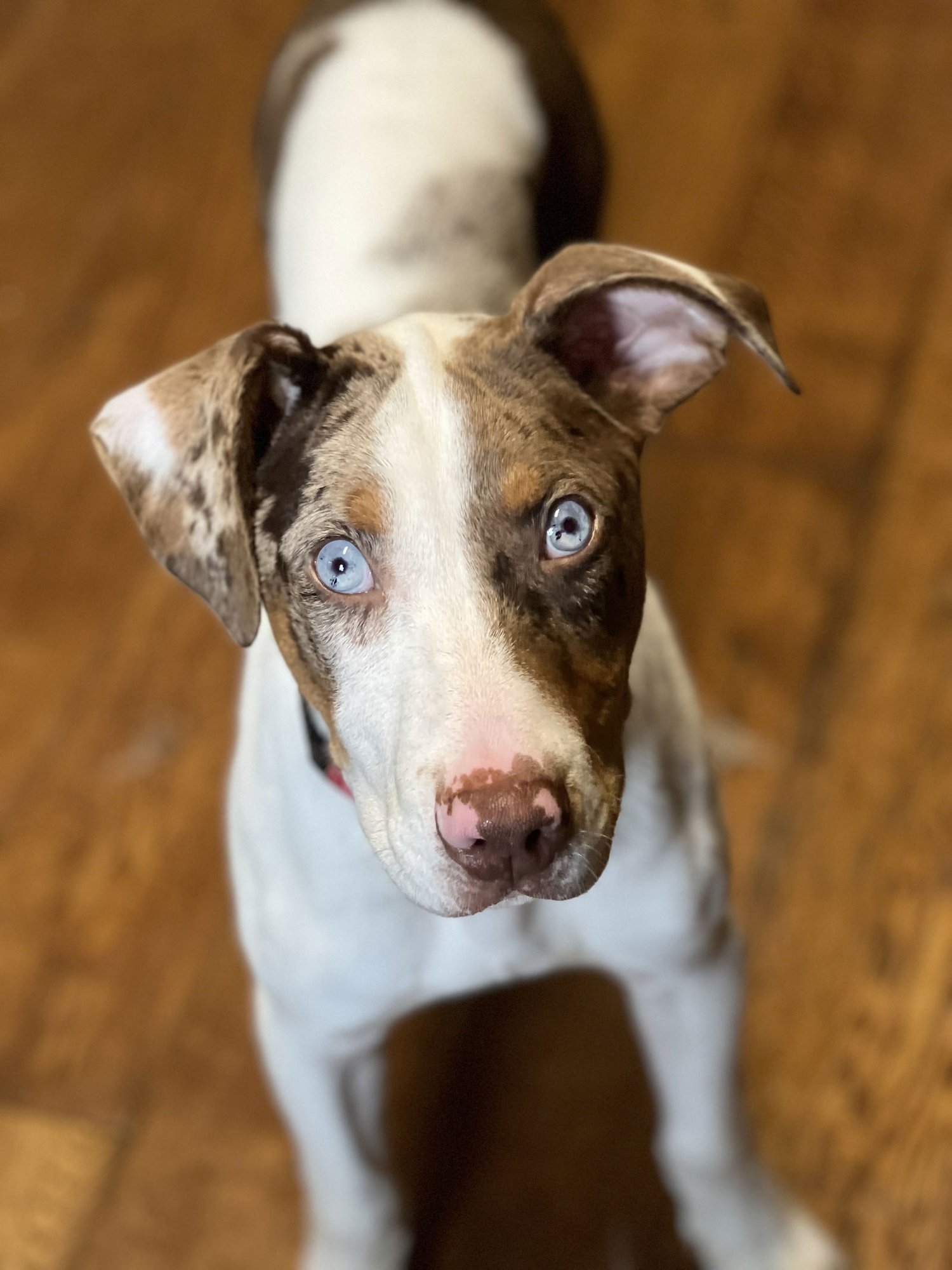 CLINT - Catahoula Leopard Dog / Pit Bull Terrier available for adoption