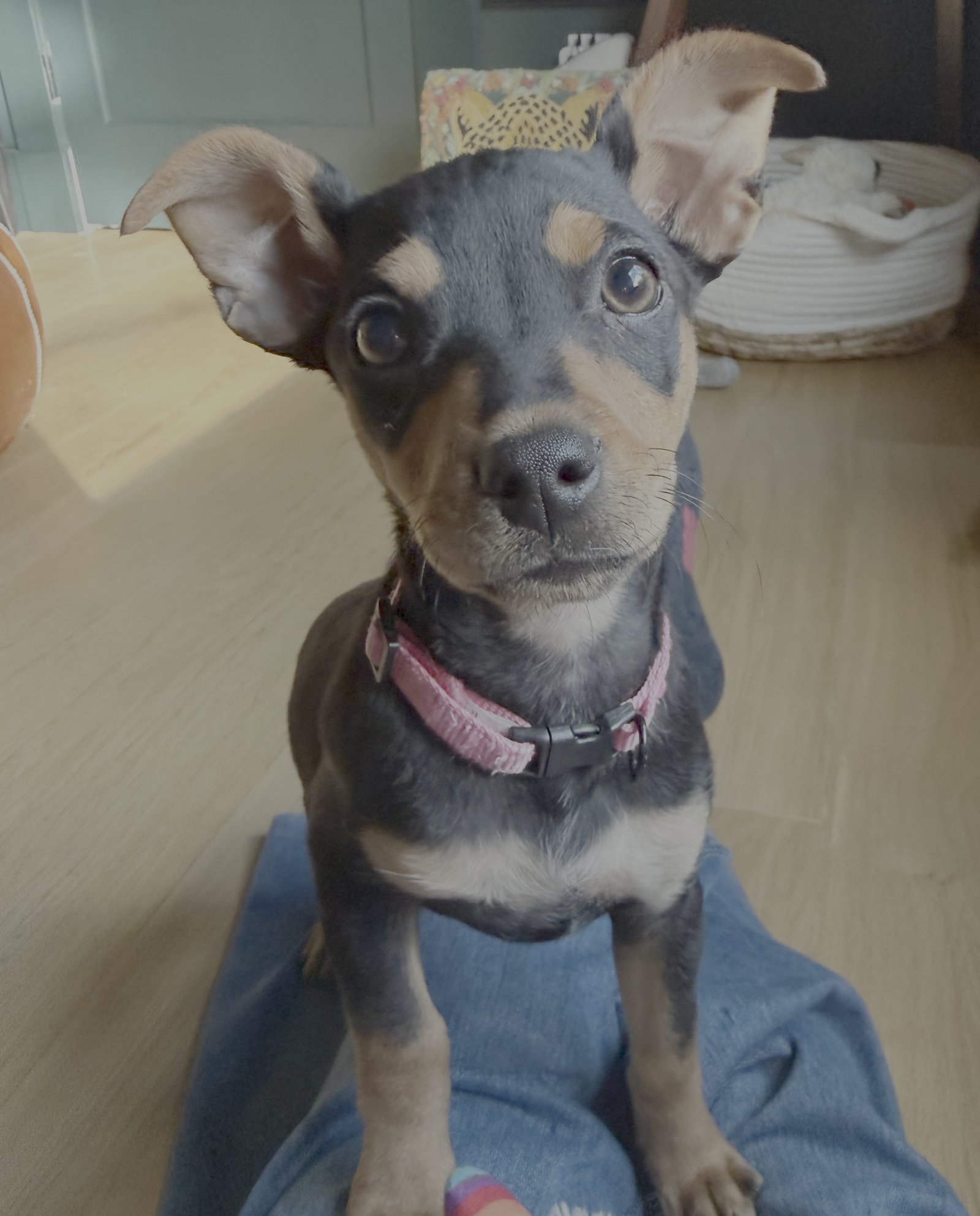 CRICKET - Chihuahua / Cattle Dog available for adoption