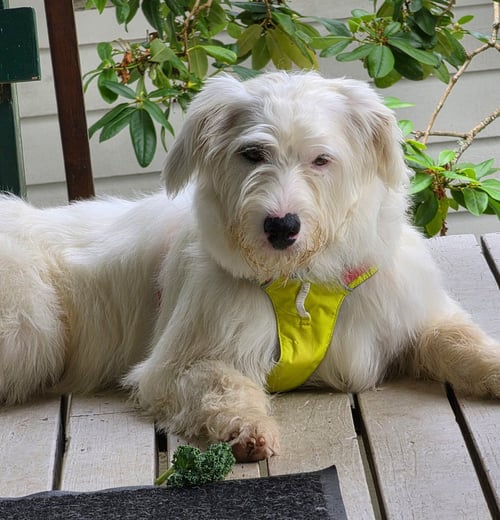 APRIL - Labrador Retriever / Poodle (Standard) available for adoption