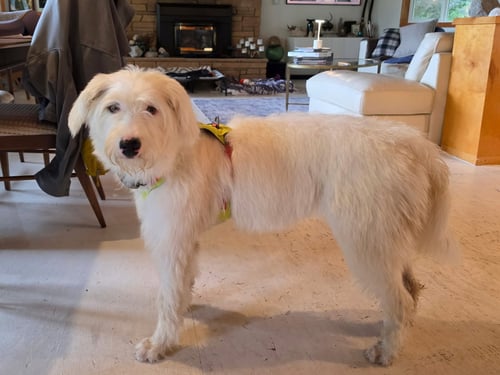 APRIL - Labrador Retriever / Poodle (Standard) available for adoption