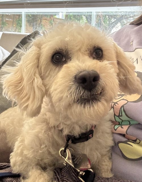 MILLIE