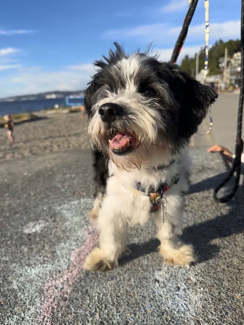 PANDA - Maltese available for adoption