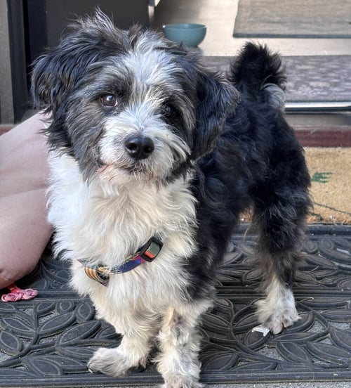 PANDA - Maltese available for adoption