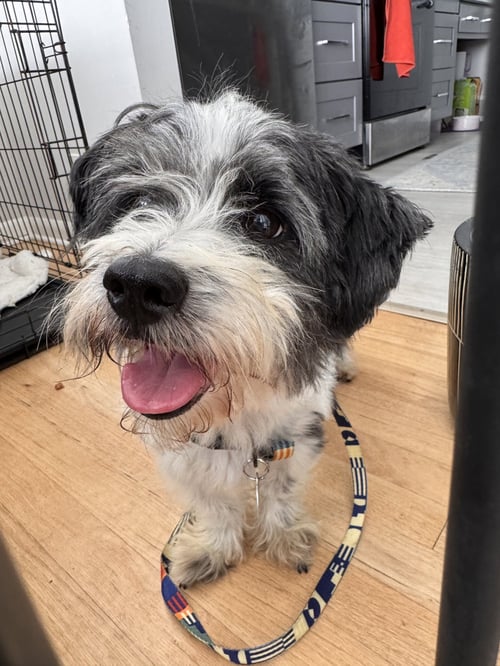 PANDA - Maltese available for adoption