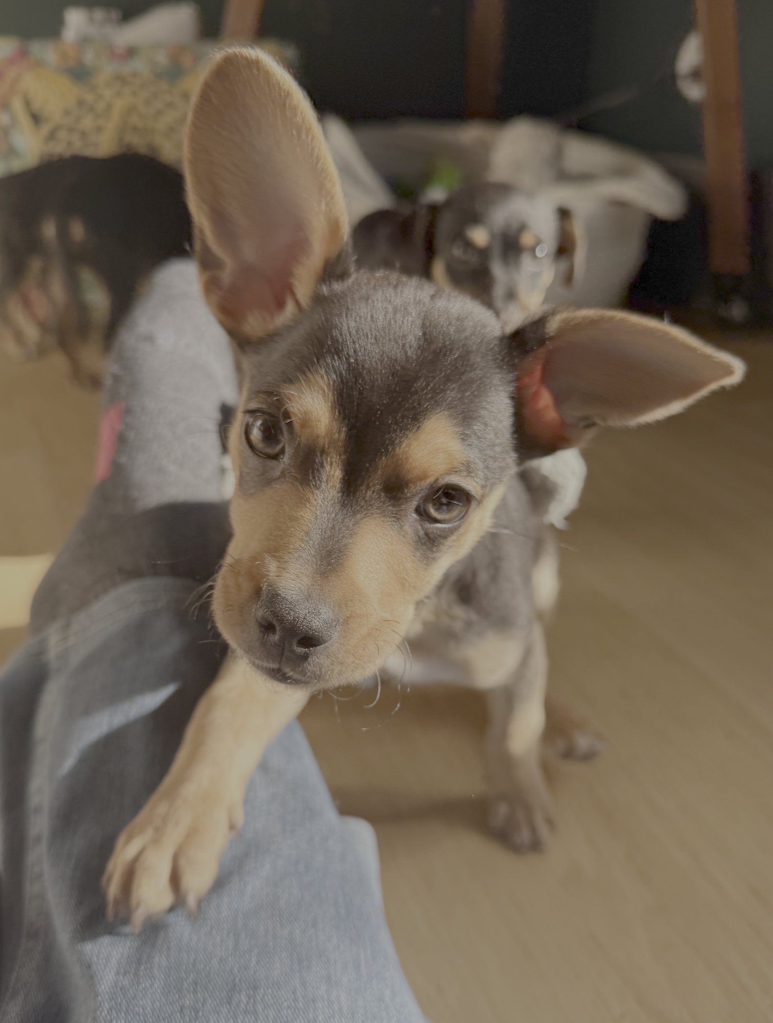 BADGER - Chihuahua / Cattle Dog available for adoption