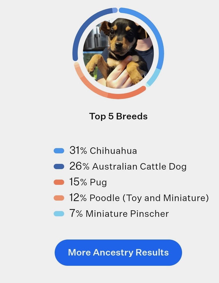 BADGER - Chihuahua / Cattle Dog available for adoption