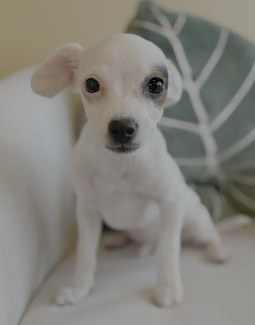 FRED - Chihuahua available for adoption