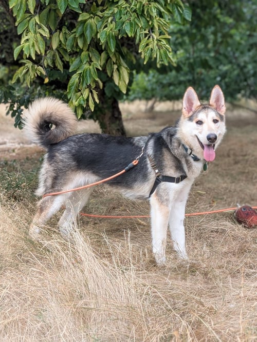 SANDY - Shepherd / Husky available for adoption