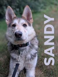 Sandy - Photo 6