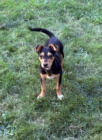 Dottie - Photo 4
