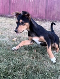 Dottie - Photo 5