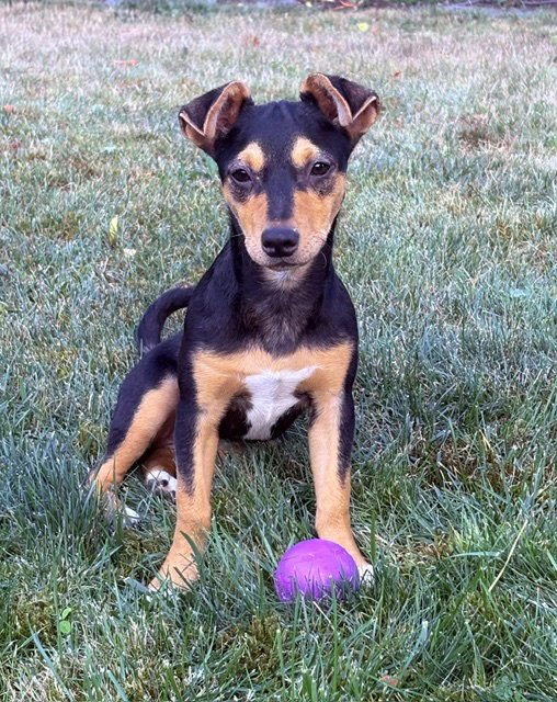 Dottie Image