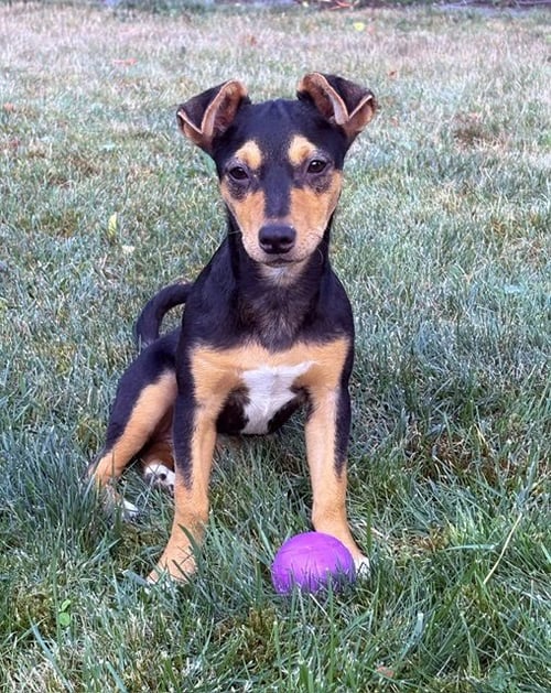 DOTTIE - Rat Terrier available for adoption