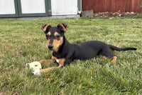 Dottie - Photo 3