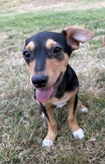 DOTTIE - Rat Terrier available for adoption