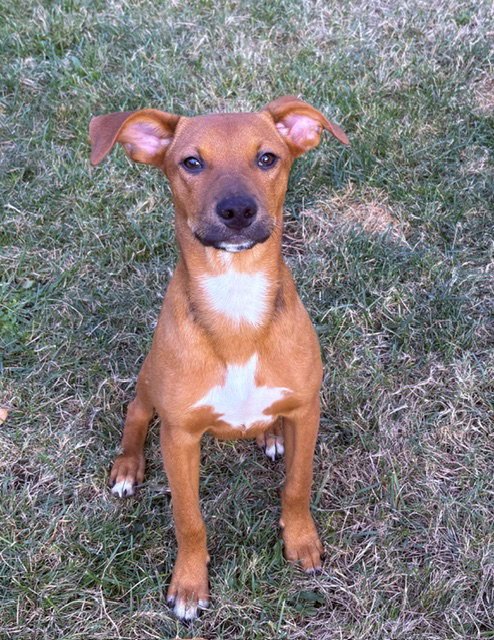 DAVIE - Rat Terrier available for adoption