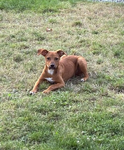 DAVIE - Rat Terrier available for adoption