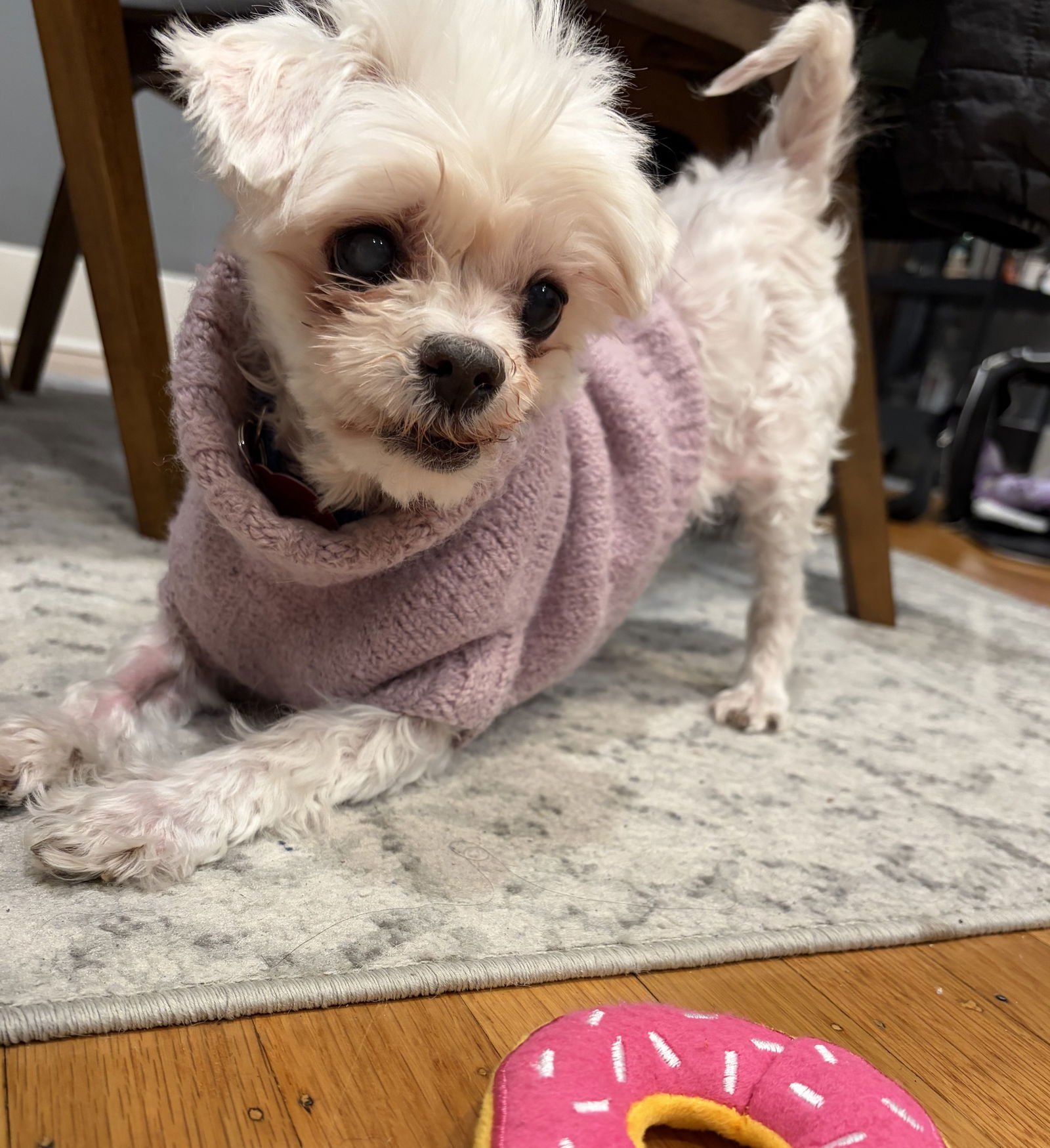 LEXI - Maltese available for adoption