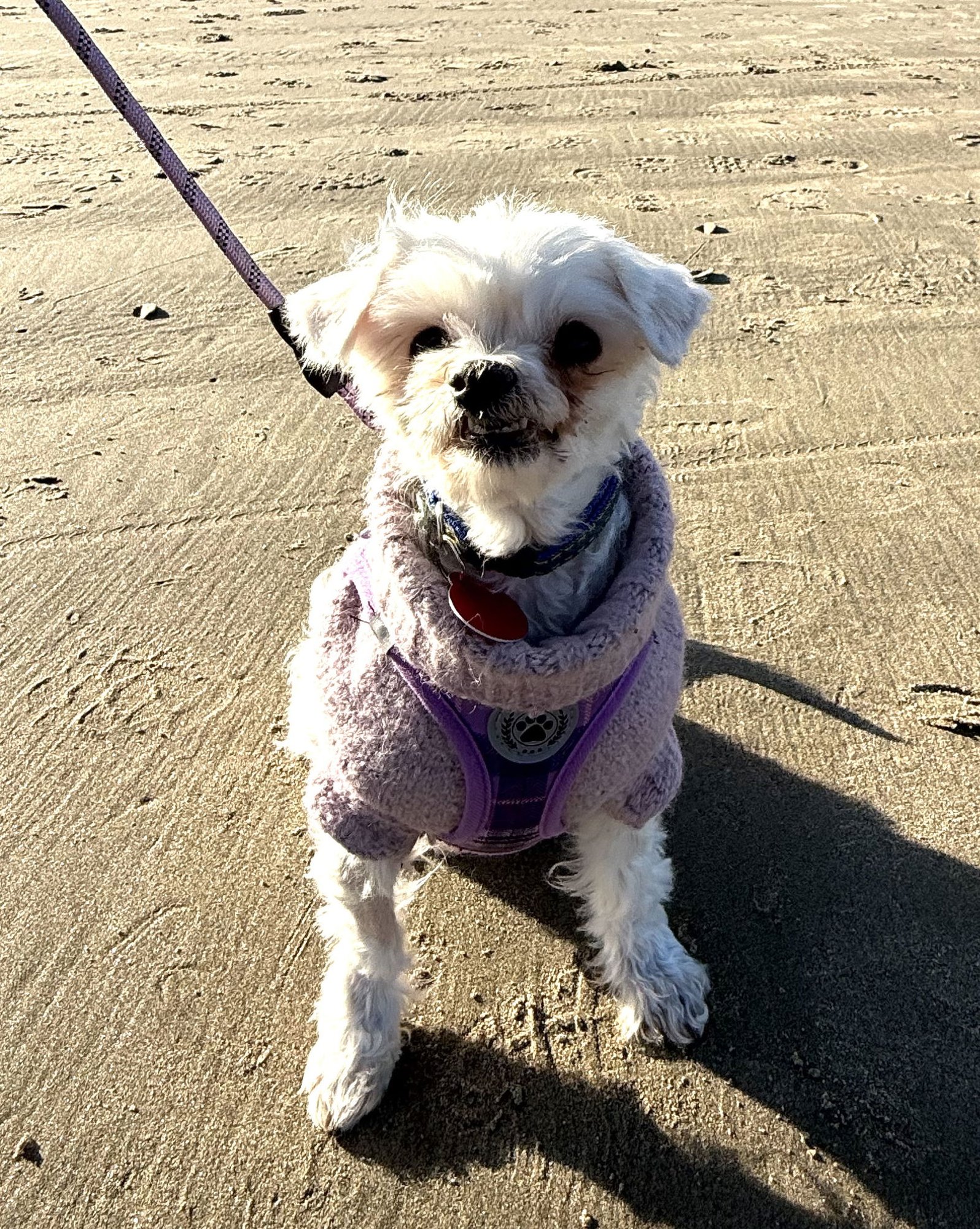 LEXI - Maltese available for adoption