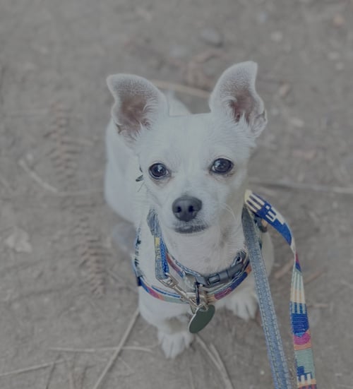 MAXI - Chihuahua available for adoption