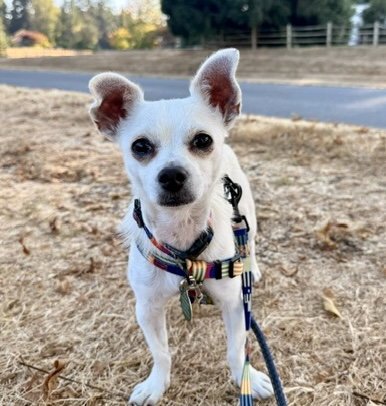 MAXI - Chihuahua available for adoption
