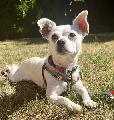 MAXI - Chihuahua available for adoption