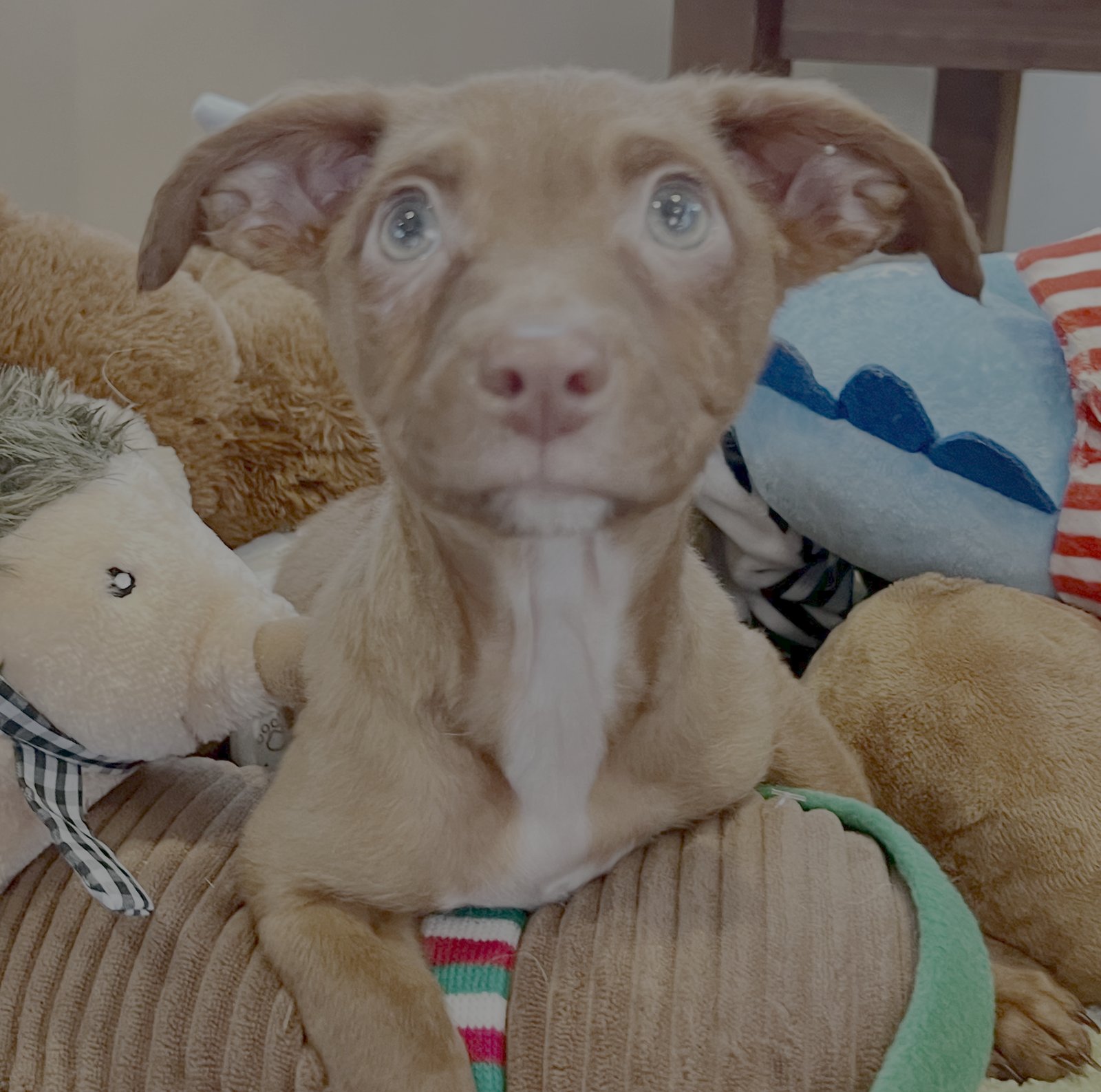 TOAST - Chihuahua / Dachshund available for adoption