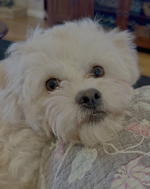 CHEDDAR - Poodle (Miniature) / Maltese available for adoption