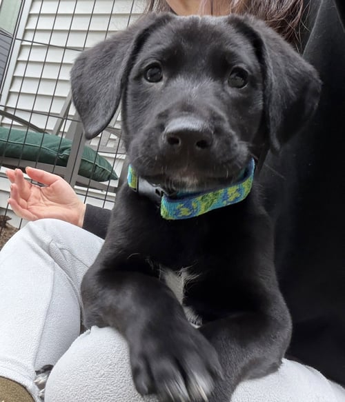 BOUNCER - Labrador Retriever / Shepherd for adoption in Tacoma