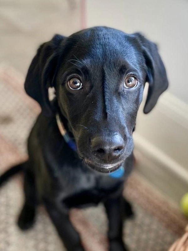 CASH - Labrador Retriever available for adoption