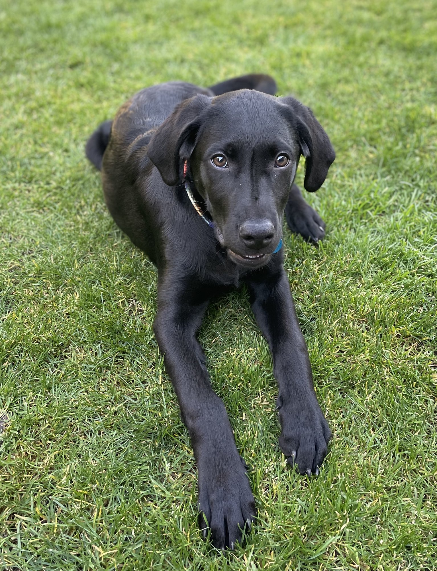 CASH - Labrador Retriever available for adoption