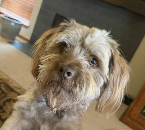 CHOCOLATE - Shih Tzu available for adoption