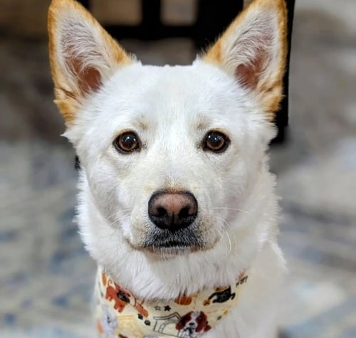 AIDEN - Jindo (Korean) available for adoption