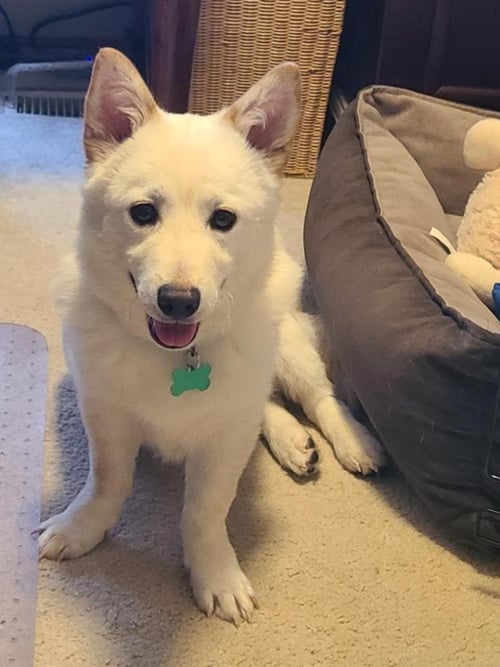 AIDEN - Jindo (Korean) available for adoption
