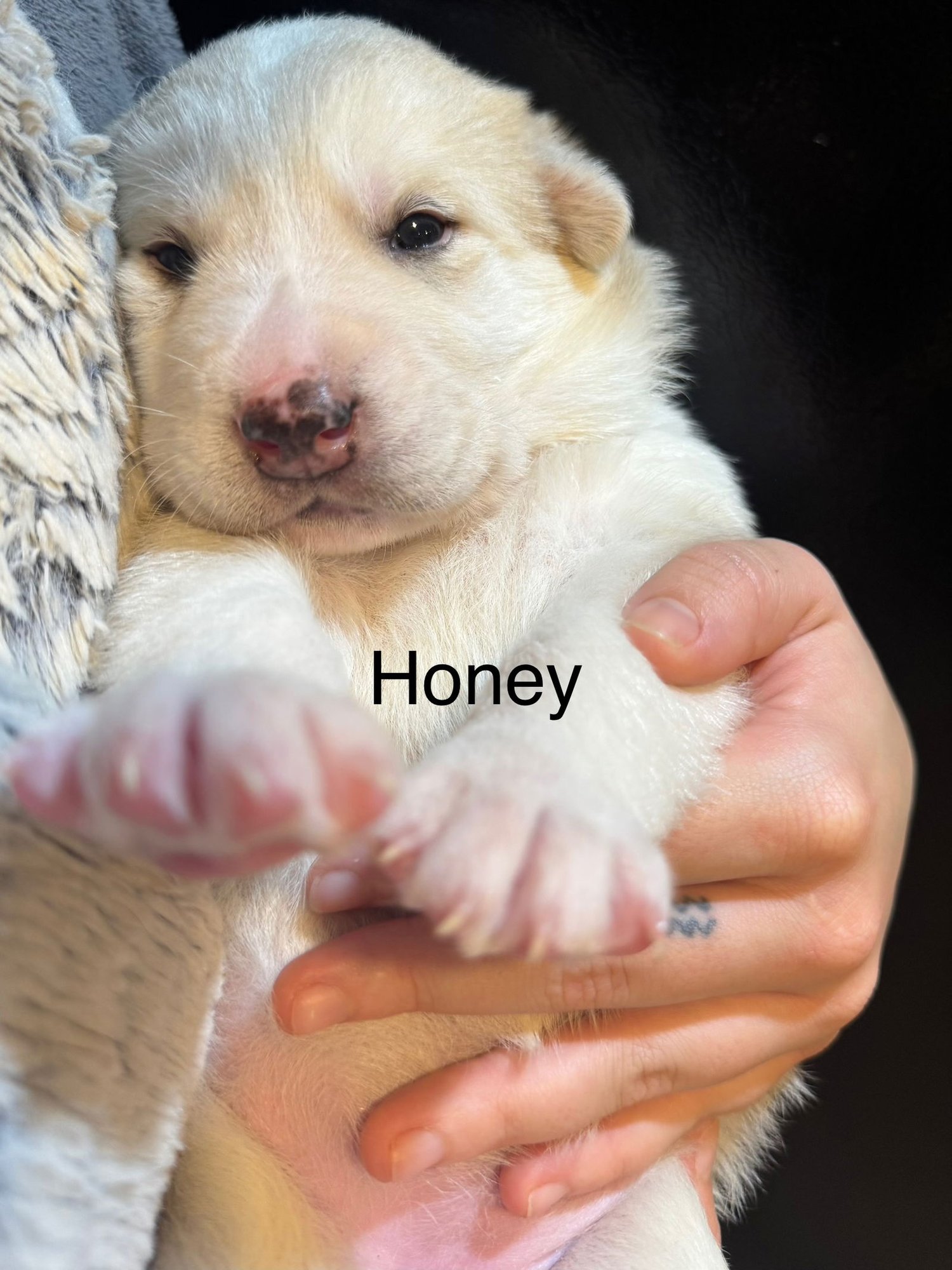 HONEY - Great Pyrenees / Siberian Husky available for adoption