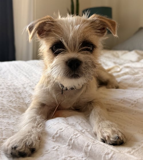 POPTART - Terrier available for adoption