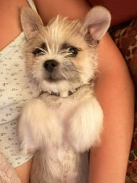 Poptart - Photo 4